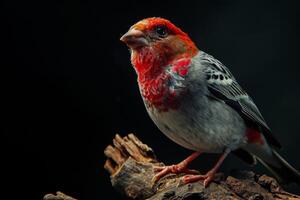 Red headed Finch bird on the rooted in studio isolated on black background photo