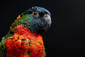 Blue-faced Parrot Finch in studio isolated on black background photo