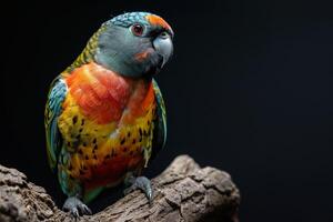 Blue faced Parrot Finch on the rooted in studio isolated on black background photo
