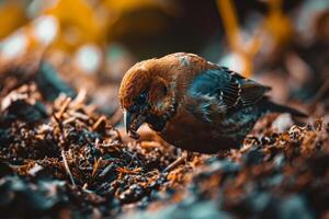Finch bird eating in the natural habitat photo
