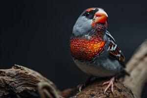Zebra Finch on the rooted in studio isolated on black background photo
