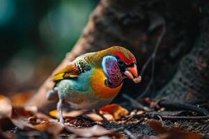 Gouldian Finch bird eating in the natural habitat photo