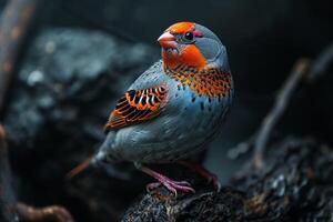 Zebra Finch bird standing on the rooted in the natural habitat photo