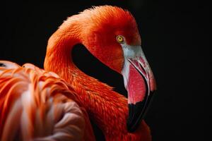 Caribbean Flamingo in studio isolated on white background photo