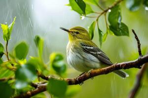 A Small Bird Perched on a Branch in the Rain photo