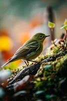 A Tiny Green Bird Perched on a Mossy Branch photo