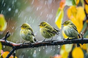 Three Yellow Birds Perched on a Branch in the Rain photo