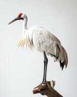 Siberian Crane bird on the rooted in studio isolated on white background photo