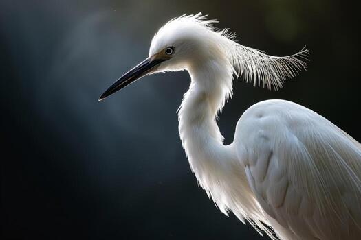 Little Egret bird in studio isolated on black background photo