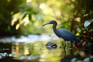 Little Blue Heron bird standing in the natural habitat photo