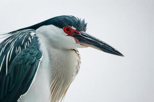 Black crowned Night Heron bird in studio isolated on white background photo