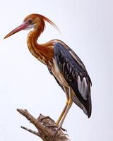 Red Heron bird standing on the rooted in studio isolated on white background photo