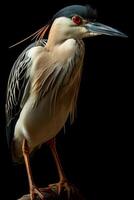 Black crowned Night Heron bird in studio isolated on black background photo