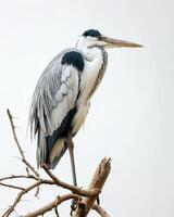 Cocoi Heron bird standing on the rooted in studio isolated on white background photo