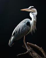 Grey Heron bird standing on the rooted in studio isolated on black background photo