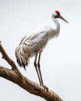 Siberian Crane bird standing on the rooted in studio isolated on white background photo
