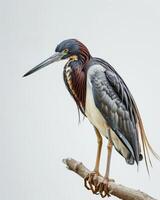 Tricolored Heron bird standing on the rooted in studio isolated on white background photo