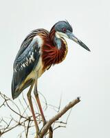 Tricolored Heron bird standing on the rooted in studio isolated on white background photo
