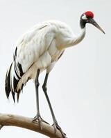 Siberian Crane bird standing on the rooted in studio isolated on white background photo