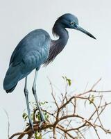 Little blue Heron bird standing on the rooted in studio isolated on white background photo