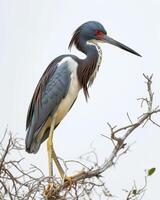 Tricolored Heron bird standing on the rooted in studio isolated on white background photo