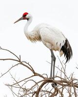 Siberian Crane bird standing on the rooted in studio isolated on white background photo