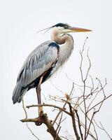 Great Blue Heron bird standing on the rooted in studio isolated on white background photo