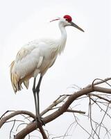 Siberian Crane bird standing on the rooted in studio isolated on white background photo