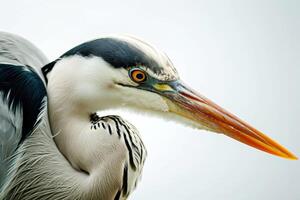 Grey Heron bird in studio isolated on white background photo