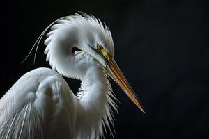 Great Egret bird in studio isolated on black background photo