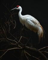 Siberian Crane bird standing on the rooted in studio isolated on black background photo