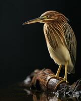 Indian Pond Heron bird standing on the rooted in studio isolated on black background photo