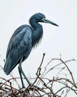 Little blue heron bird standing on the rooted in studio isolated on white background photo