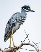 Yellow crowned night heron bird standing on the rooted in studio isolated on white background photo
