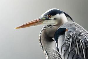 Great Blue Heron bird in studio isolated on white background photo