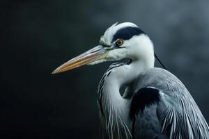 Grey heron bird in studio isolated on black background photo