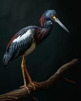 Tricolored Heron bird on the rooted in studio isolated on black background photo