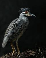Yellow crowned Night Heron bird standing on the rooted in studio isolated on black background photo