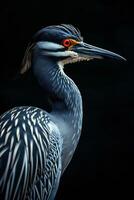Yellow crowned Night Heron bird in studio isolated on black background photo