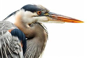 Great Blue Heron bird in studio isolated on white background photo