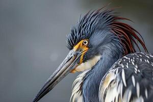 Tricolored Heron bird in studio isolated on black background photo