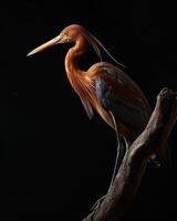 Red heron bird standing on the rooted in studio isolated on black background photo