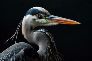 Great Blue Heron bird in studio isolated on black background photo