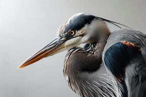 Great Blue Heron bird in studio isolated on white background photo