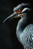 Yellow crowned Night Heron bird in studio isolated on black background photo