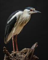 Black crowned Night Heron bird standing on the rooted in studio isolated on black background photo