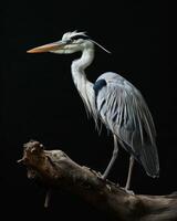 Cocoi Heron bird standing on the rooted in studio isolated on black background photo