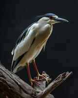 Black crowned Night Heron bird standing on the rooted in studio isolated on black background photo