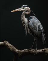 Great Blue Heron bird standing on the rooted in studio isolated on black background photo