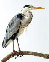 Grey Heron bird standing on the rooted in studio isolated on white background photo